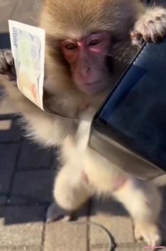 🐵 Стикер «Макаки / Обезьяны» для Telegram