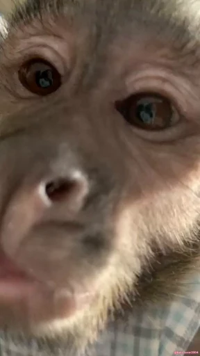 🐵 Стикер «Макаки / Обезьяны» для Telegram