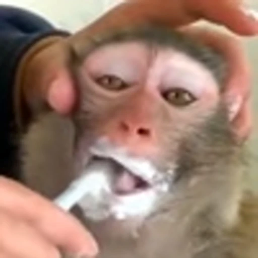 🦷 Эмодзи «monke +» для Telegram