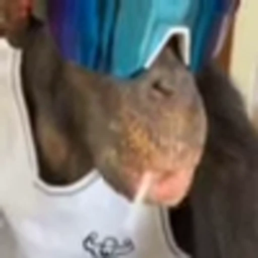 😎 Эмодзи «monke +» для Telegram