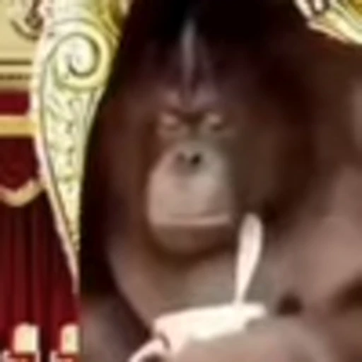 🍵 Эмодзи «monke +» для Telegram