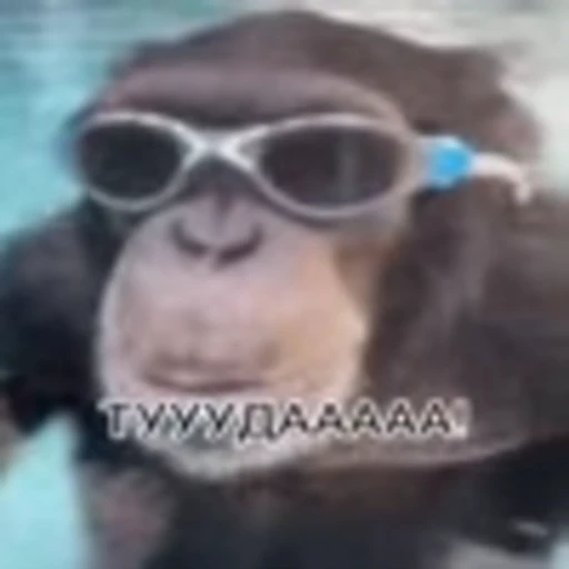 🥸 Эмодзи «monke +» для Telegram
