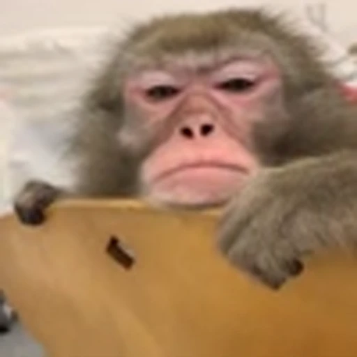 🦥 Эмодзи «monke +» для Telegram