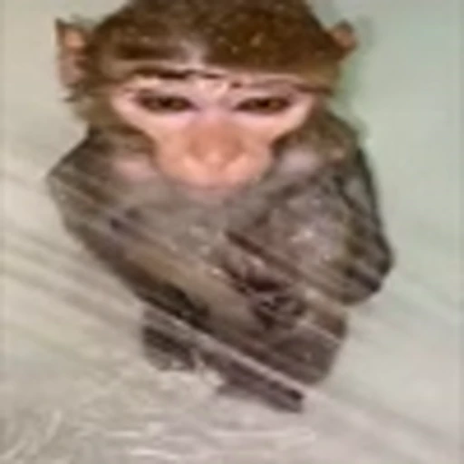 🌧 Эмодзи «monke +» для Telegram