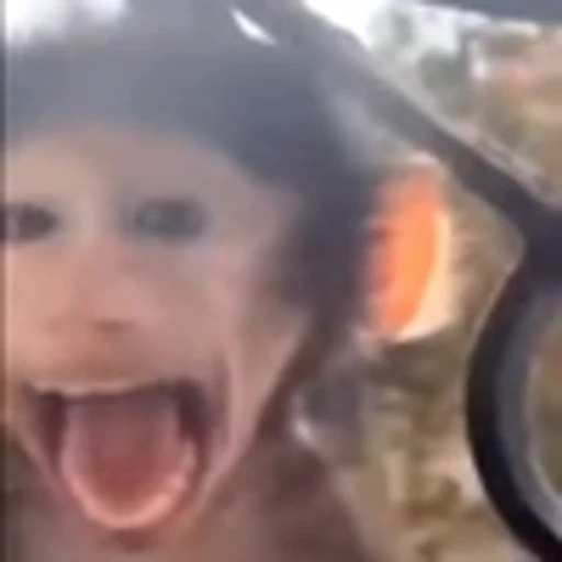 😱 Эмодзи «monke +» для Telegram