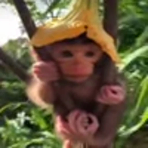 😪 Эмодзи «monke +» для Telegram