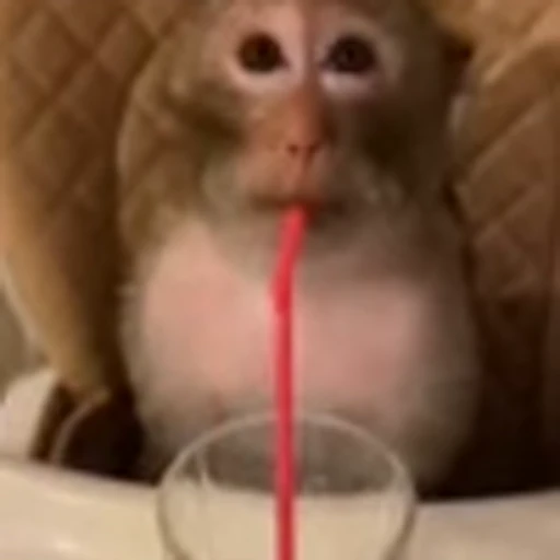🥺 Эмодзи «monke +» для Telegram