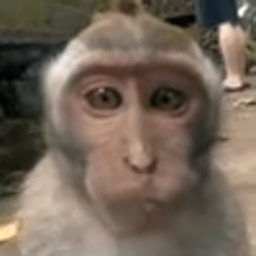 😚 Эмодзи «monke +» для Telegram