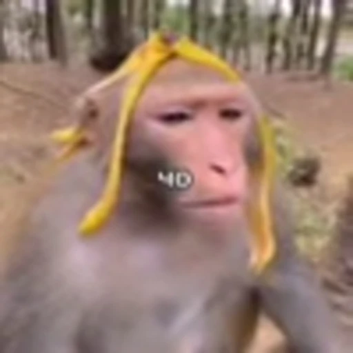 😒 Эмодзи «monke +» для Telegram