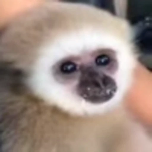 🥺 Эмодзи «monke +» для Telegram