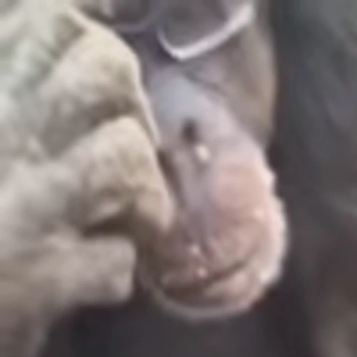 🤓 Эмодзи «monke +» для Telegram