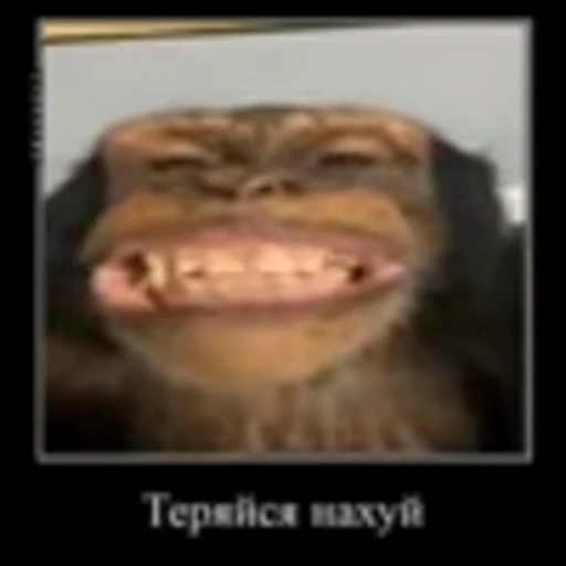 😀 Эмодзи «monke +» для Telegram