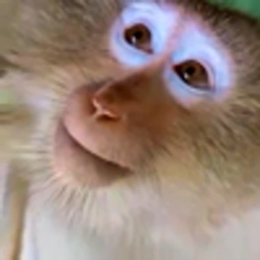 🐵 Эмодзи «monke +» для Telegram