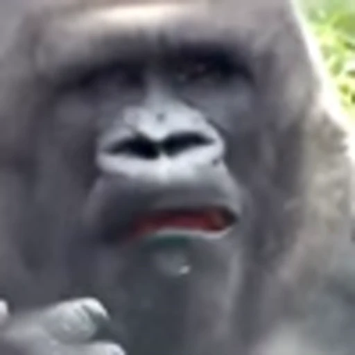 😖 Эмодзи «monke +» для Telegram