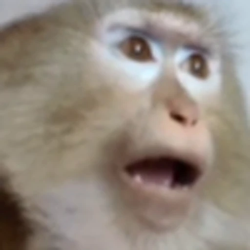 🤯 Эмодзи «monke +» для Telegram