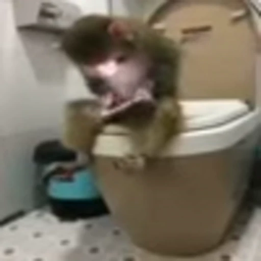 📞 Эмодзи «monke +» для Telegram