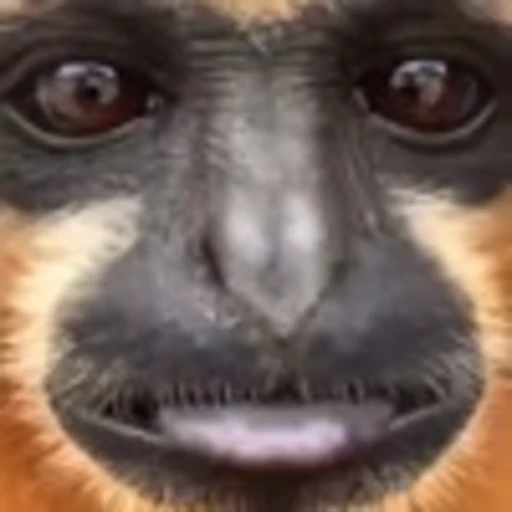 😛 Эмодзи «monke +» для Telegram