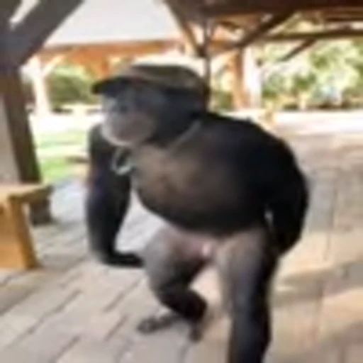 🥳 Эмодзи «monke +» для Telegram