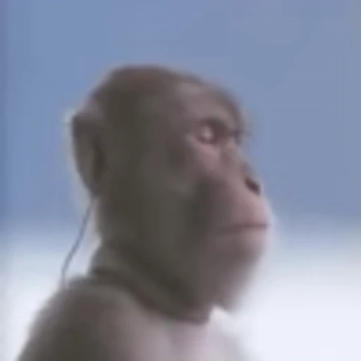🎧 Эмодзи «Monke» для Telegram