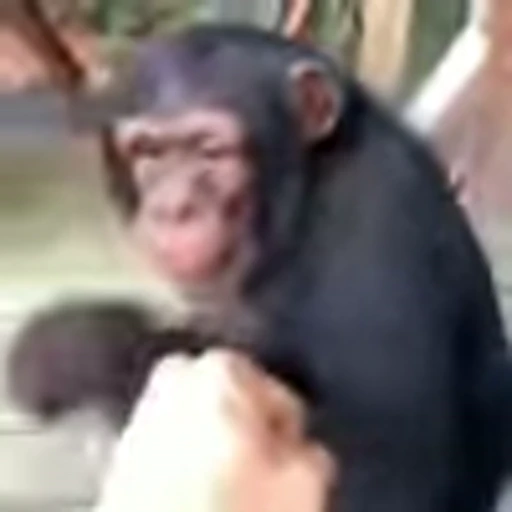🤜 Эмодзи «Monke» для Telegram