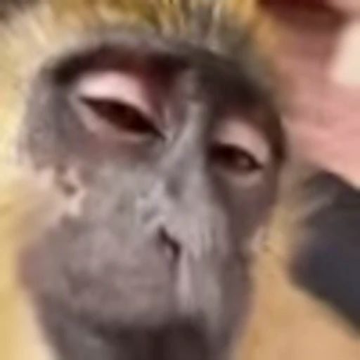 😒 Эмодзи «Monke» для Telegram