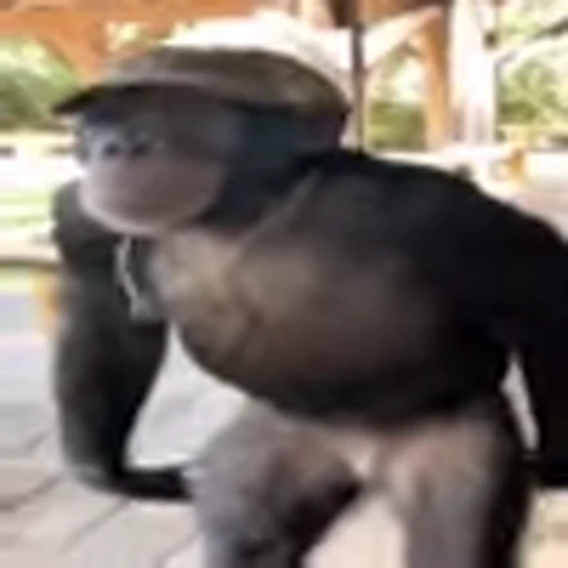 🤩 Эмодзи «Monke» для Telegram