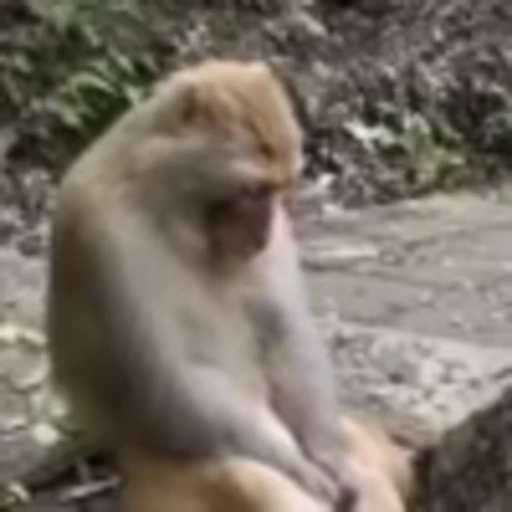 🐵 Эмодзи «Monke» для Telegram