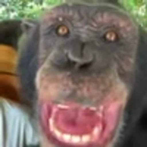 😬 Эмодзи «Monke» для Telegram