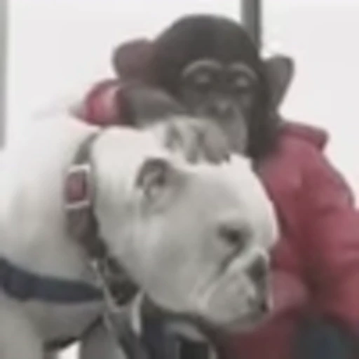 🐶 Эмодзи «Monke» для Telegram
