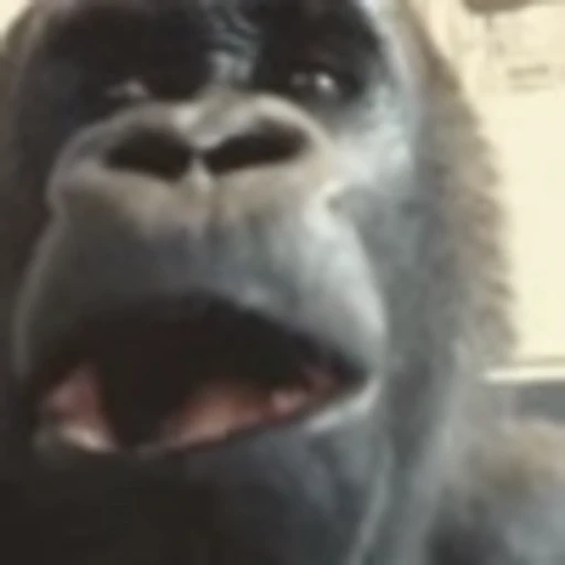 😱 Эмодзи «Monke» для Telegram