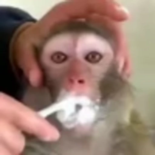 🐵 Эмодзи «Monke» для Telegram