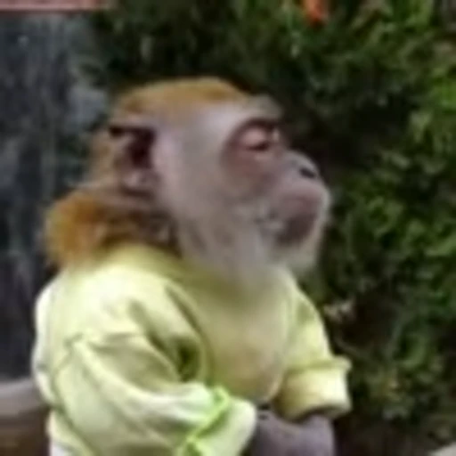 🐵 Эмодзи «Monke» для Telegram