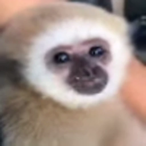 🥞 Эмодзи «Monke» для Telegram