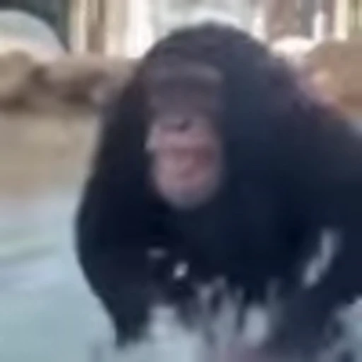 🤪 Эмодзи «Monke» для Telegram