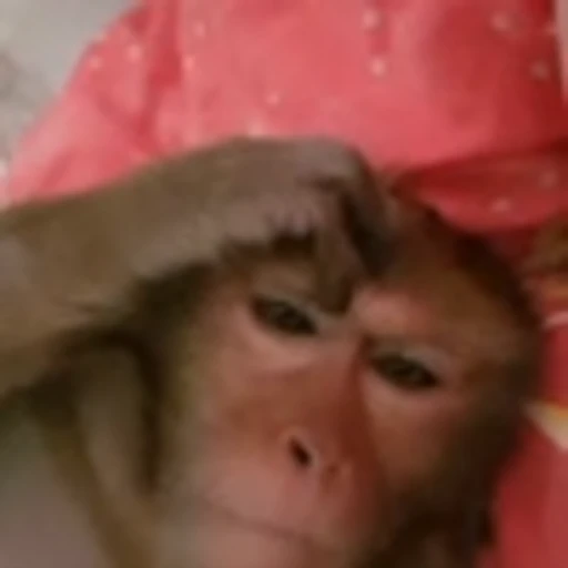 🫤 Эмодзи «Monke» для Telegram