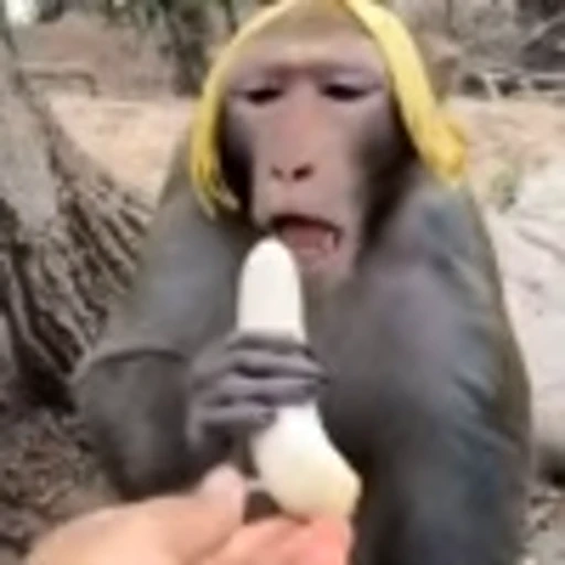 🥴 Эмодзи «Monke» для Telegram