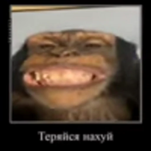 👹 Эмодзи «Monke» для Telegram