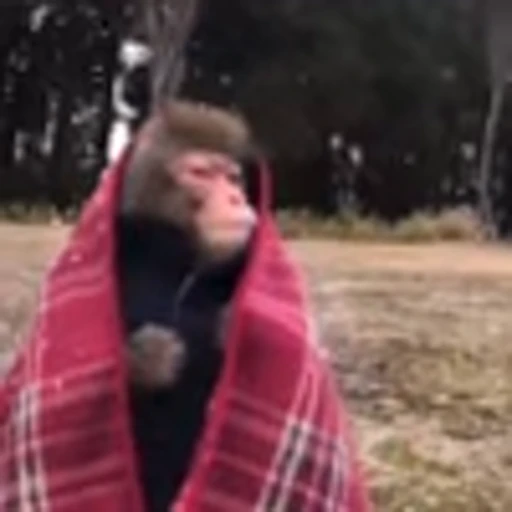 🤨 Эмодзи «Monke» для Telegram