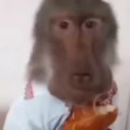 🐵 Эмодзи «Monke» для Telegram