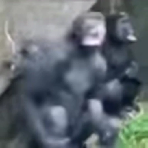 🤕 Эмодзи «Monke» для Telegram