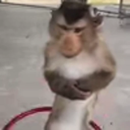 🐵 Эмодзи «Monke» для Telegram