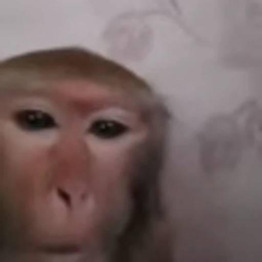 🤕 Эмодзи «Monke» для Telegram