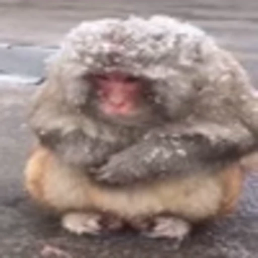 🥶 Эмодзи «Monke» для Telegram