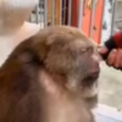 🐵 Эмодзи «Monke» для Telegram