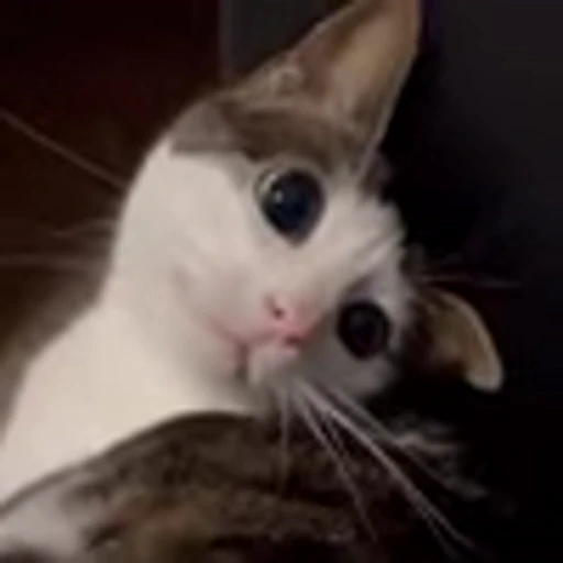 🥺 Эмодзи «Luna Emoji» для Telegram