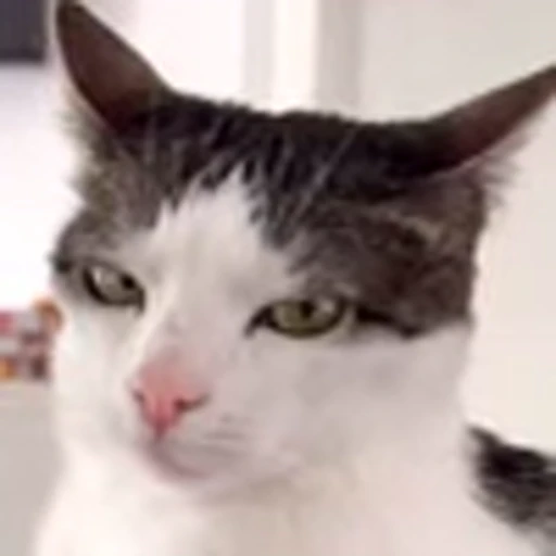 😾 Эмодзи «Luna Emoji» для Telegram