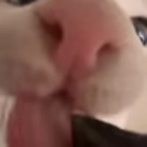 👅 Эмодзи «Luna Emoji» для Telegram
