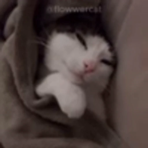 💤 Эмодзи «Luna Emoji» для Telegram