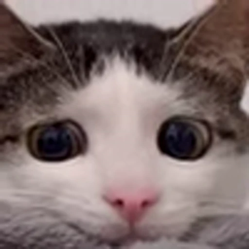 😿 Эмодзи «Luna Emoji» для Telegram