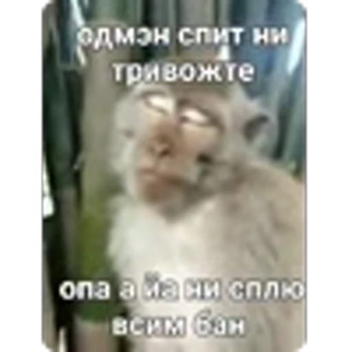 🌟 Эмодзи «Манки» для Telegram